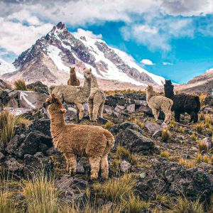 7 Lakes Ausangate 1 Day Tour