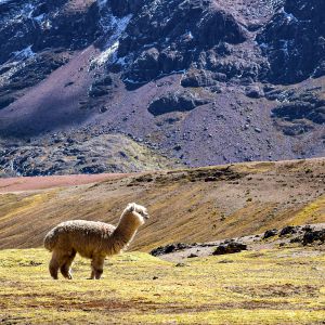 Rainbow Mountain Peru 1 Day Tour
