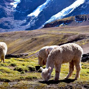 Rainbow Mountain Peru 1 Day Tour